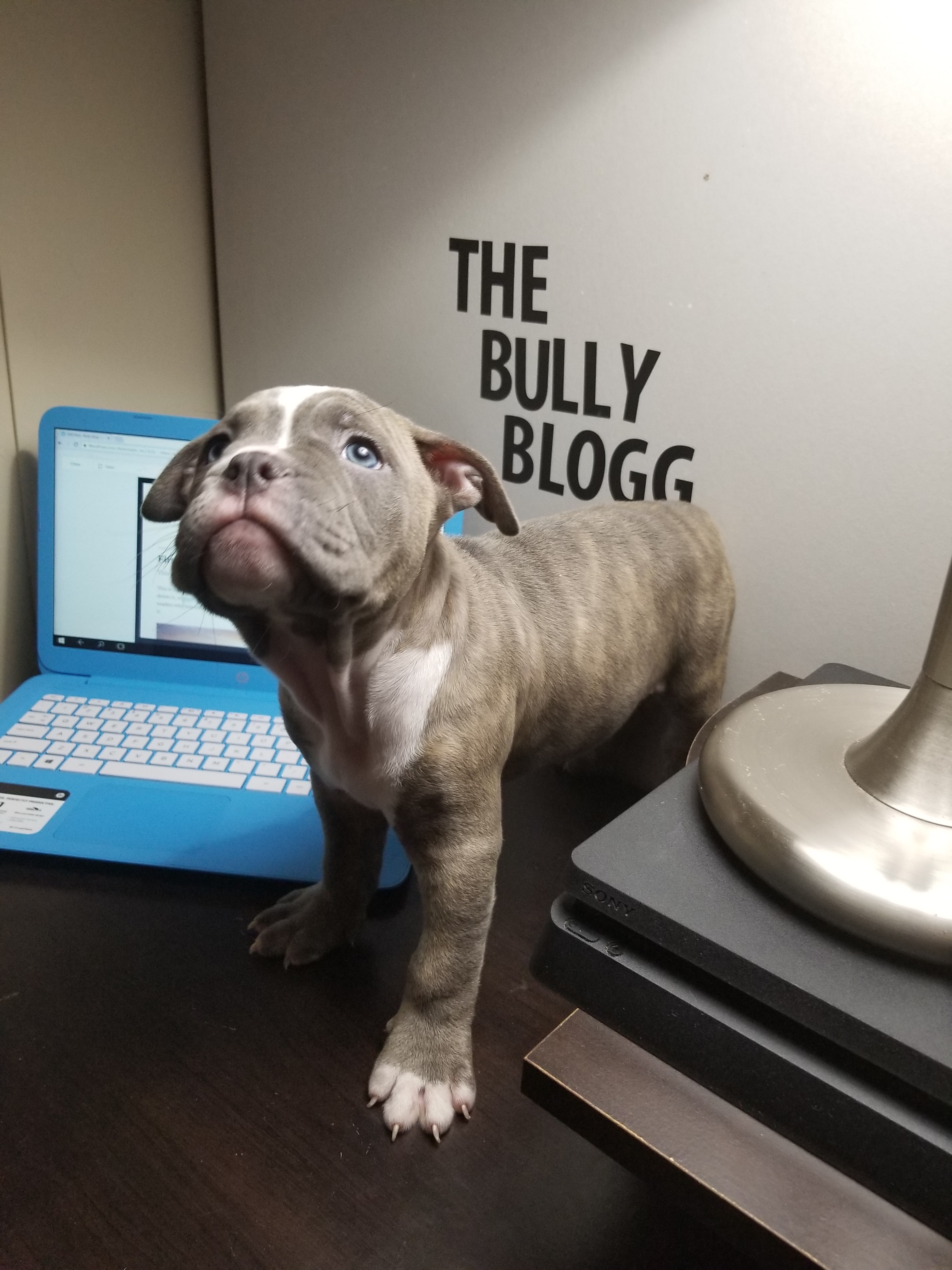 The Bully Blog